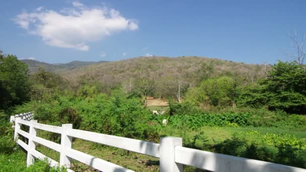 Cloud movement and cow group grazing on the dry tropical grassland — Stock Video