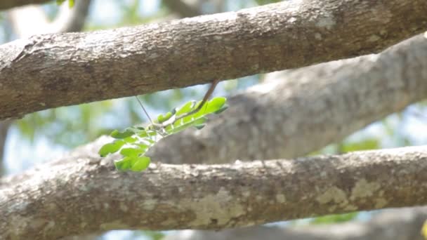 Foglie d'albero è soffiato dal vento calmo — Video Stock