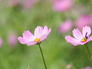 cosmos çiçekler rüzgarla arı tarafından üflenir