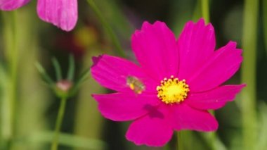 Cosmos arı hareketli rüzgar tarafından üflenir çiçek