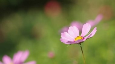pembe cosmos çiçekler rüzgarla şişmiş
