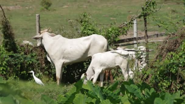 vache et veau mangeant de l'herbe 
