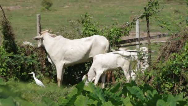 Kuh und Kalb fressen Gras — Stockvideo