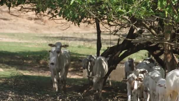 Terneros caminando bajo la sombra — Vídeos de Stock