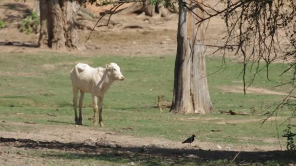 Calf standing alone in the arid grassland — Stock Video