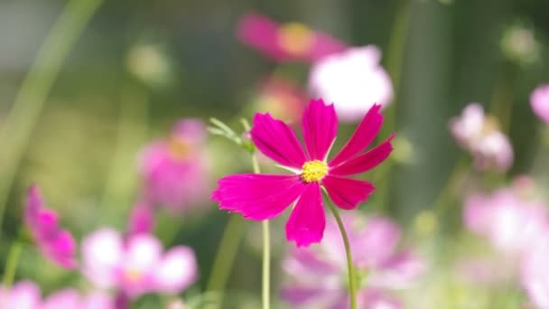 Flores del cosmos sopladas por el viento en el jardín — Vídeos de Stock