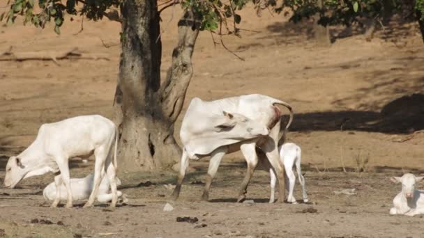 Mother cow cleaning herself with her young calf walking around — Stock Video