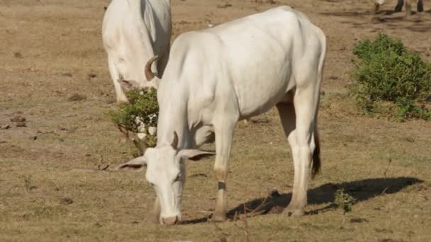 Cow eating grass — Stock Video