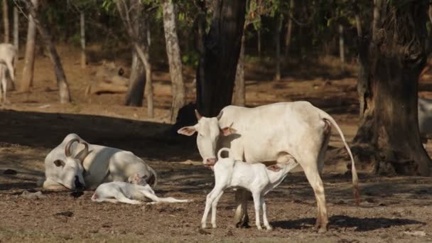 Mother cow cleaning her young calf and the young calf is drinking milk — Stock Video