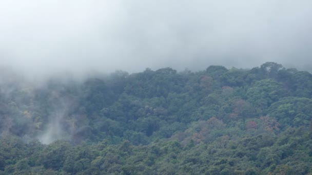 Хмарний рух на тропічному дощовому лісі — стокове відео