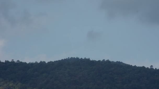 热带的雨林云运动 — 图库视频影像