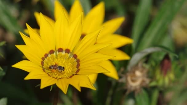 Biet samlar nektar från gula Ganzania — Stockvideo