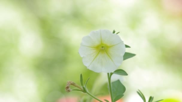 Flor de petúnia branca — Vídeo de Stock