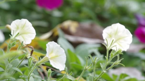 Flores brancas petúnias — Vídeo de Stock