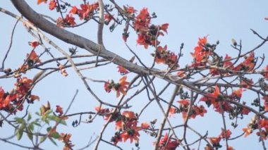 Sincap bir yiyecek bulma