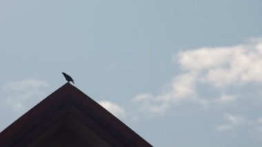 Çatıda kalıyorum tepeli myna kuşlar