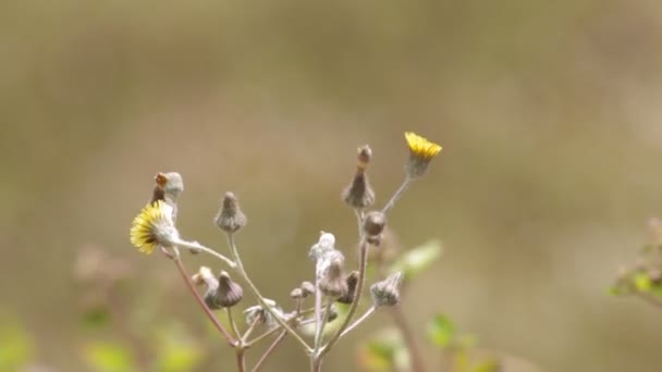 Fiore di tarassaco selvatico e vento — Video Stock
