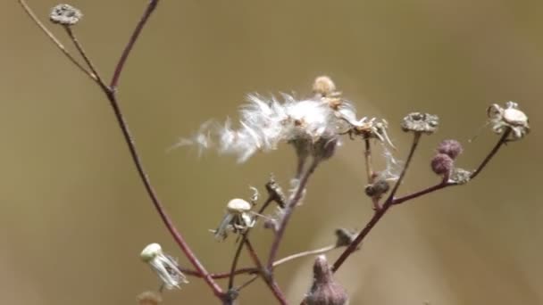 Pissenlit sauvage pousse de fleur se déplaçant avec le vent — Video