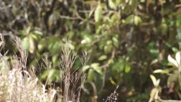 Wildes Gras, das sich mit dem Wind bewegt — Stockvideo