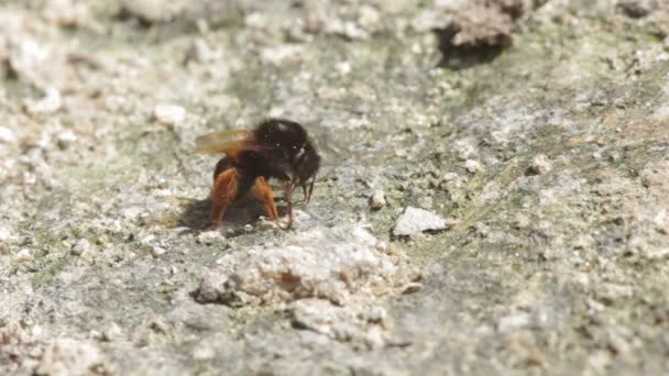 Bumble bee consuming mineral from arid soil — Stock Video