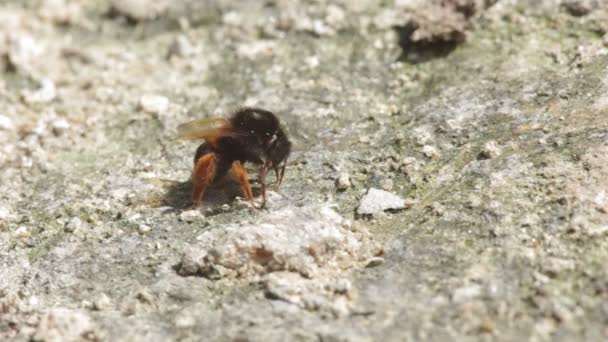 Calabrone che consuma minerali dal suolo arido — Video Stock