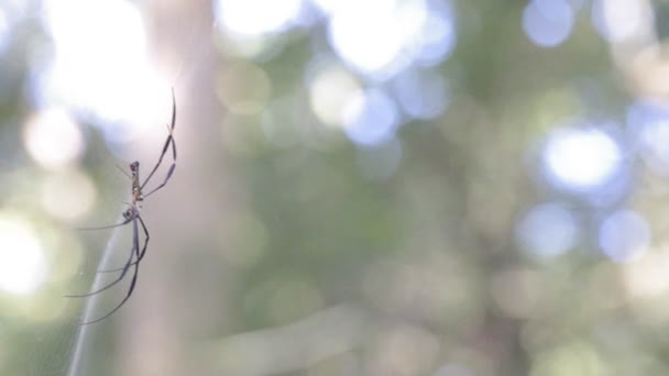 Aranha tecelã-orbe dourada na web — Vídeo de Stock