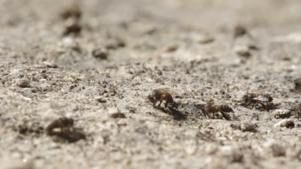 Abeilles qui travaillent consomment des minéraux provenant de sols arides — Video