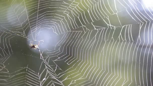 Taggig Orbweaver spindel på webben — Stockvideo