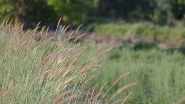 Дика трава рухається з вітром — стокове відео