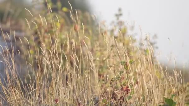 Wildes Gras, das sich mit dem Wind bewegt — Stockvideo