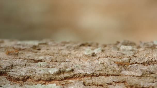 Weaver mravenci chůzi — Stock video
