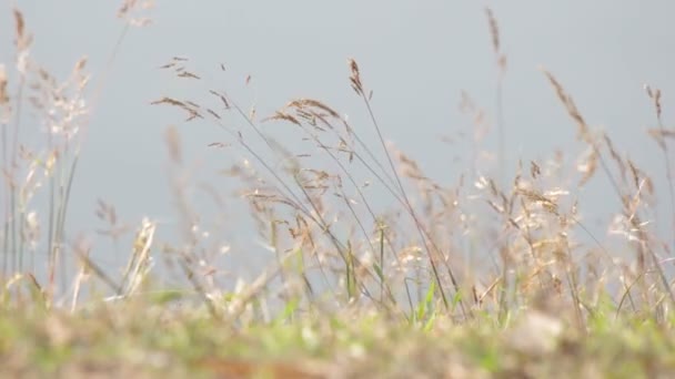 Herbe sauvage oscillant 