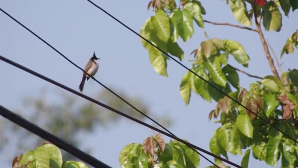 Red-whiskered bulbul on electric line — Stock Video