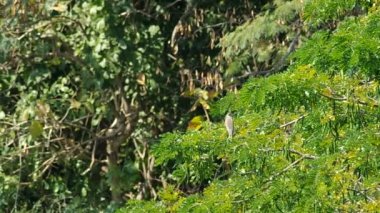Heron ağaç üzerinde