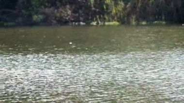 Dalga Reservoir