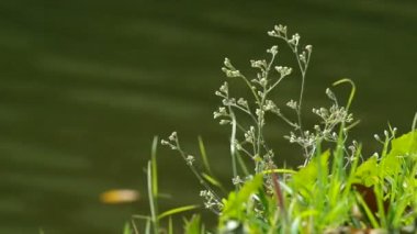 ot ve su hareketli çimen