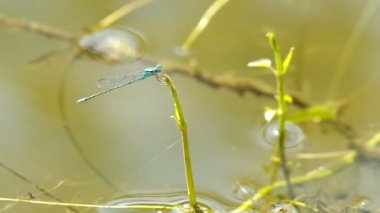 Mavi kızböcekleri dinleniyor