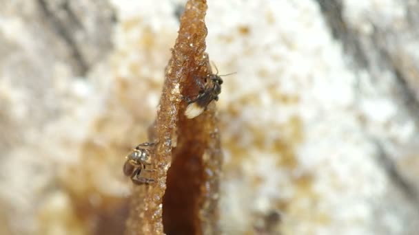 Stingless bee på kupan ingången — Stockvideo