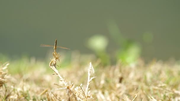 Libellule repose sur la pousse d'herbe — Video