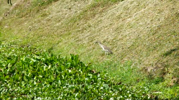 Heron está esperando. — Vídeo de stock