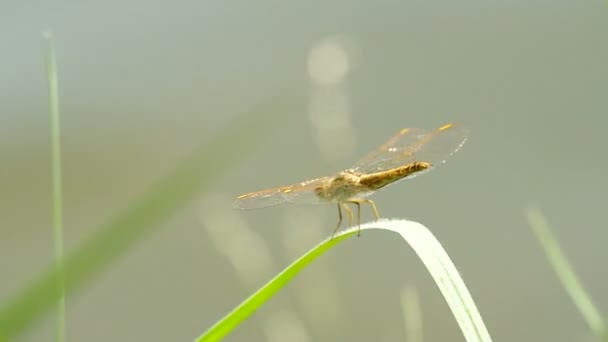 Vážka odpočívá na natáčení trávy — Stock video