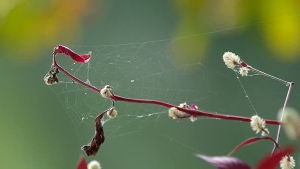 Wild globe amaranth flowers with spider web — Stock Footage Wild globe amaranth flowers with spider web Stock Video