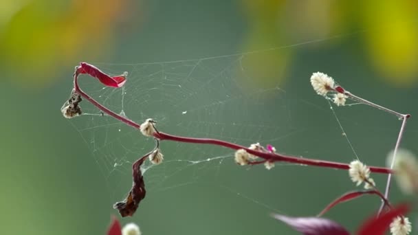 Vilda världen amaranth blommor med spindelnät — Stockvideo