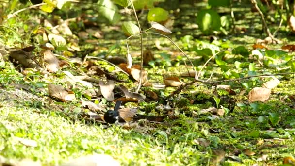 Urraca robin se mueve y la captura de la comida — Vídeos de Stock