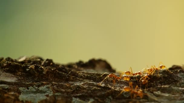 Les fourmis tisserandes attrapent la nourriture sur l'écorce des arbres 