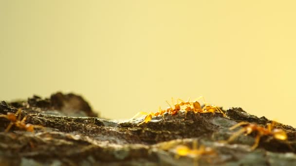 Las hormigas tejedoras agarran la comida en la corteza del árbol — Vídeos de Stock