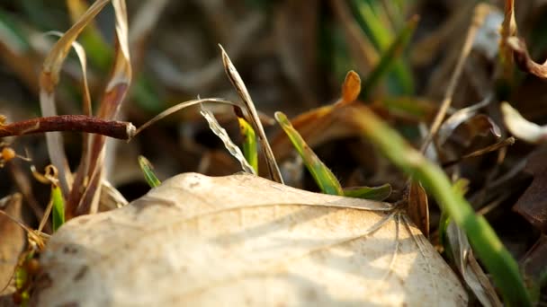 Υφάντρα τα μυρμήγκια περπατάτε πέρα από το πάτωμα — Αρχείο Βίντεο