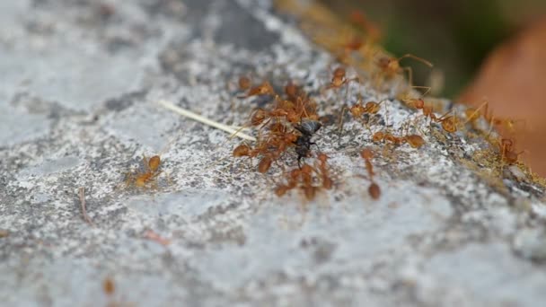 Weaver ants and black ant — Stock Video