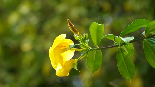 Flor de trompeta de oro está temblando con el viento — Vídeos de Stock