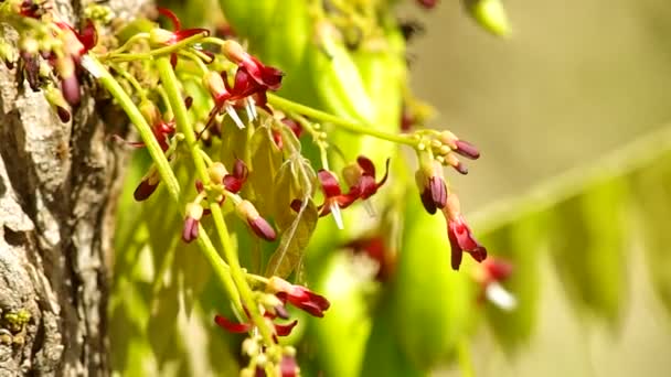 Билимби фрукты и цветы с опылителями — стоковое видео